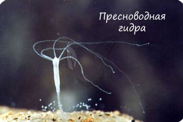 Darknet магазин