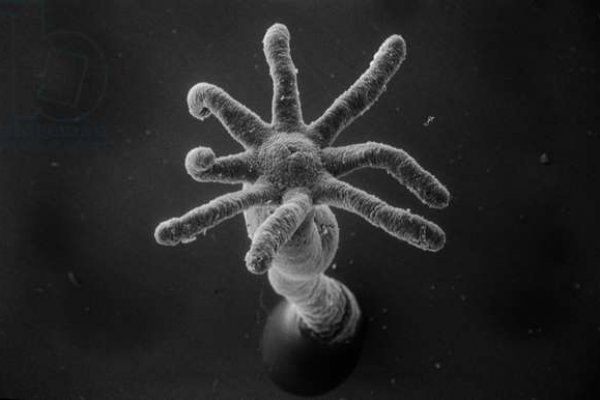 Kraken13at