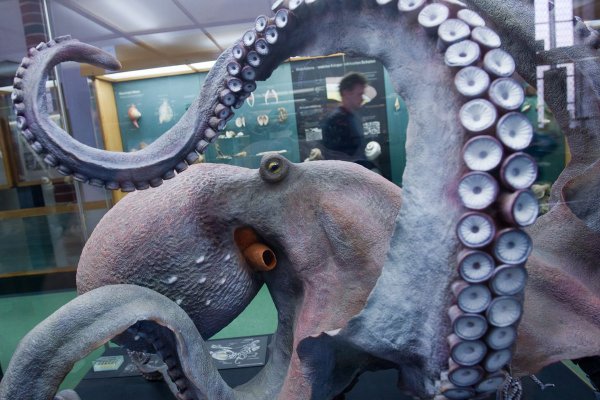 Kraken shop ссылка
