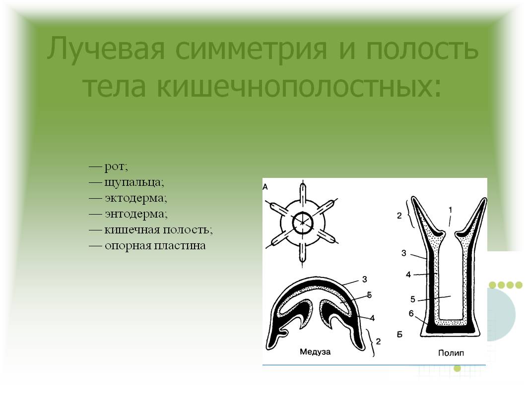 Кракен онион зеркало
